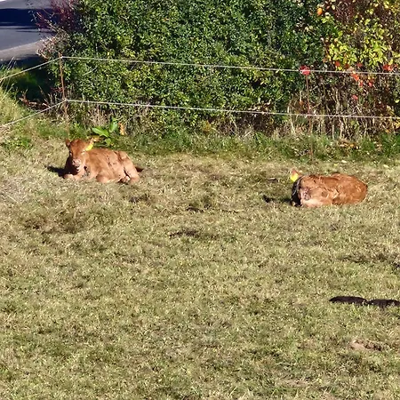 Michas Westerwald Daire